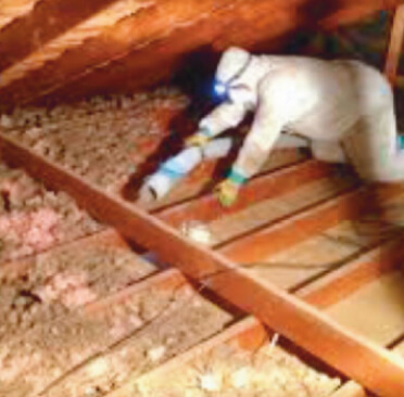 infested-attic-removal 1 (1)