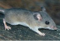 mice-altadena