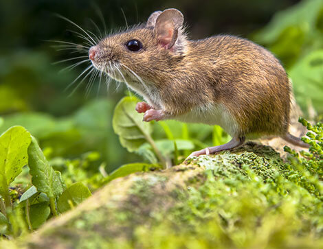 mice-control-1